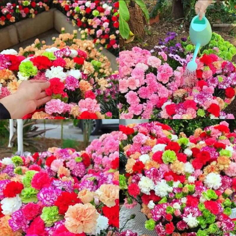 Double Flowered Mixed Carnation Seeds - Image 2