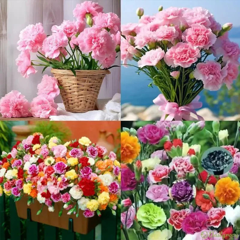 Double Flowered Mixed Carnation Seeds - Image 3