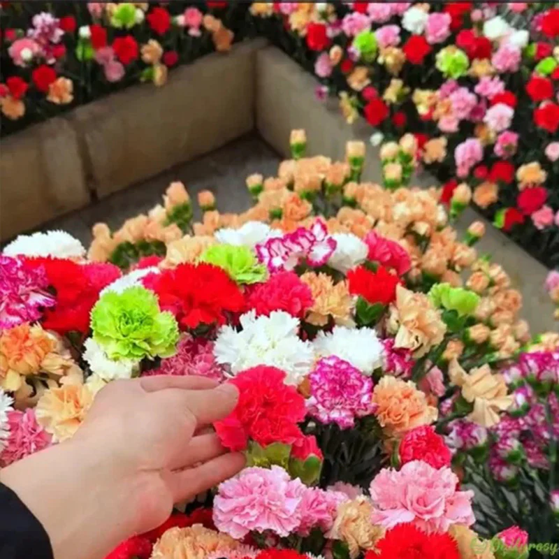 Double Flowered Mixed Carnation Seeds - Image 4
