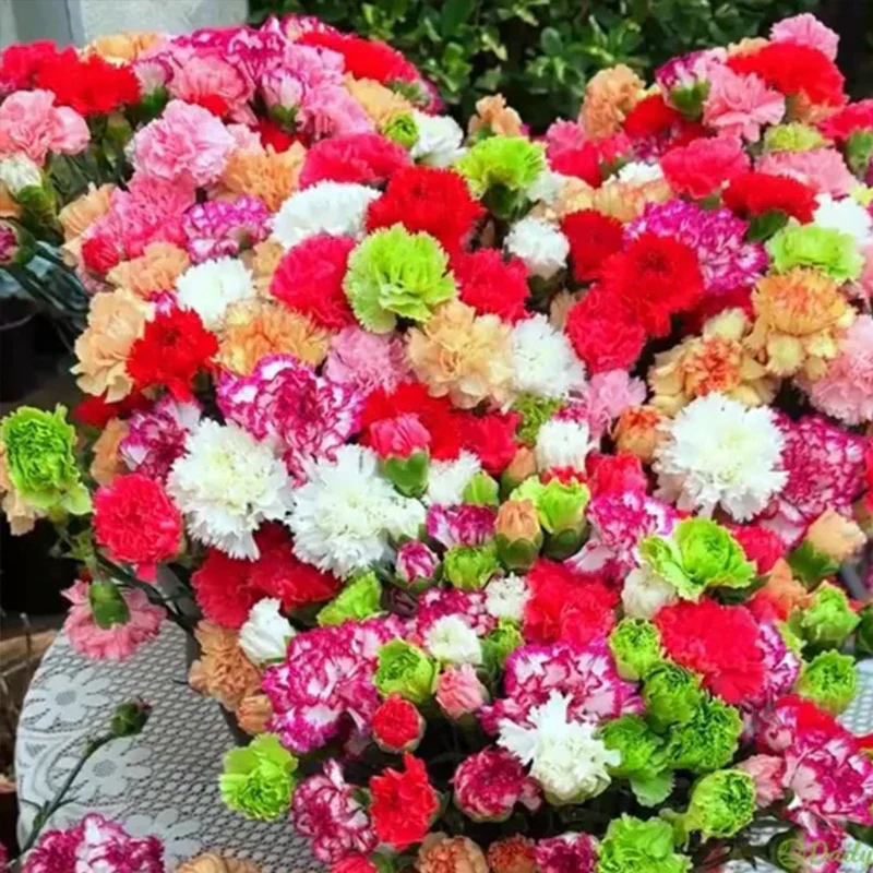 Double Flowered Mixed Carnation Seeds - Image 5