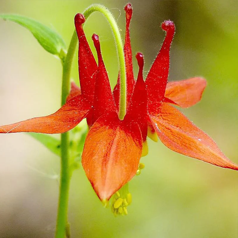 Double Orange Yellow Columbine Seeds Perennial Low Maintenance - Image 4