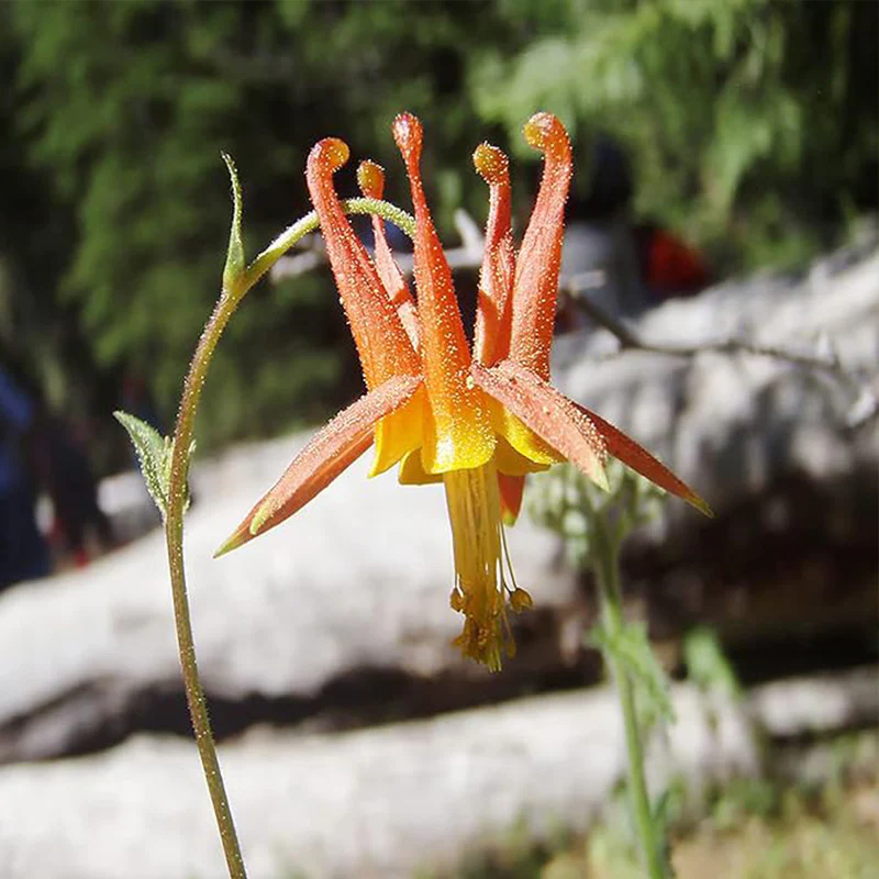 Double Orange Yellow Columbine Seeds Perennial Low Maintenance - Image 5