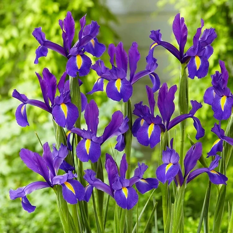 Dutch Iris 'Discovery' - Image 2