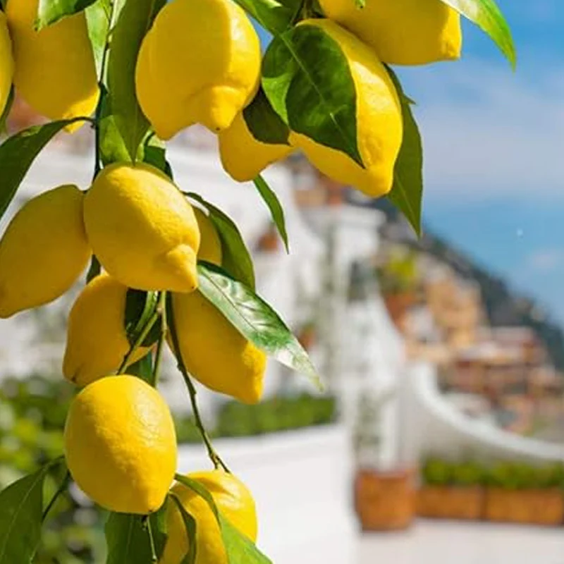 Dwarf Lemon Bonsai Tree Seeds Grow a Delicious Fruit Bearing Bonsai Tree - Image 2