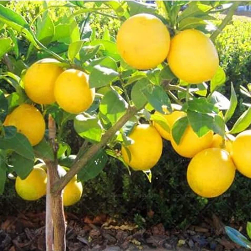 Dwarf Lemon Bonsai Tree Seeds Grow a Delicious Fruit Bearing Bonsai Tree - Image 3