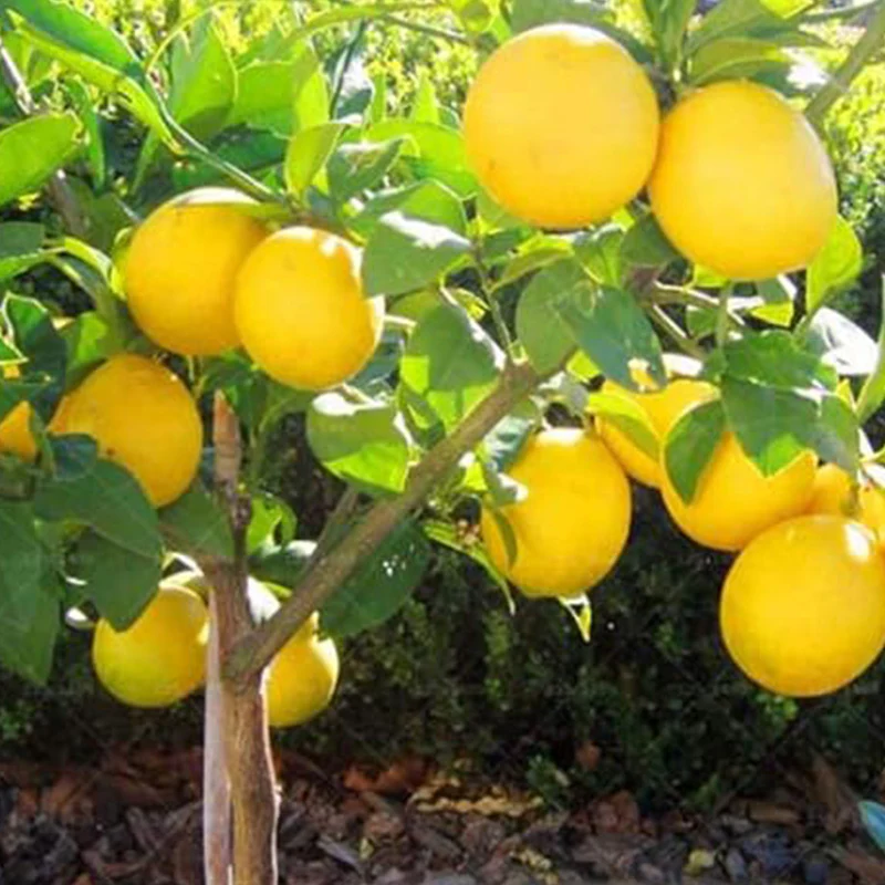 Dwarf Lemon Bonsai Tree Seeds, Grow a Delicious Fruit Bearing Bonsai Tree - Image 3