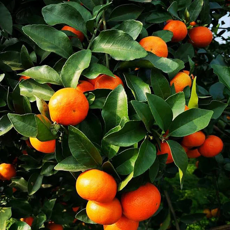 Dwarf Orange Seed for Planting Hardy Grow Fruit Bearing Bonsai - Image 2