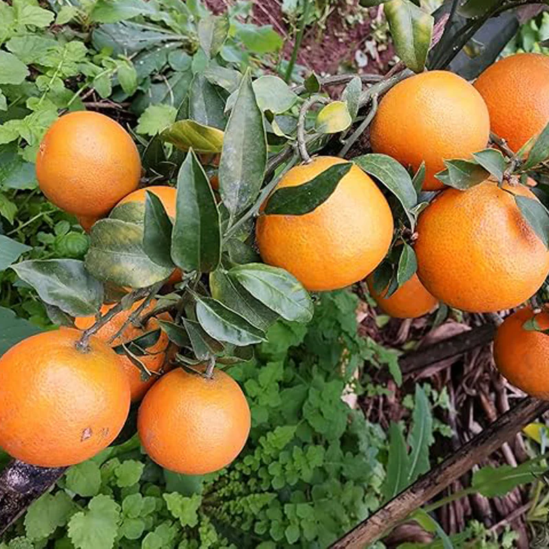 Dwarf Orange Seed for Planting Hardy Grow Fruit Bearing Bonsai - Image 4