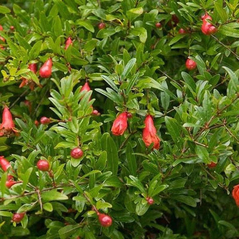 Dwarf Pomegranate - Image 2