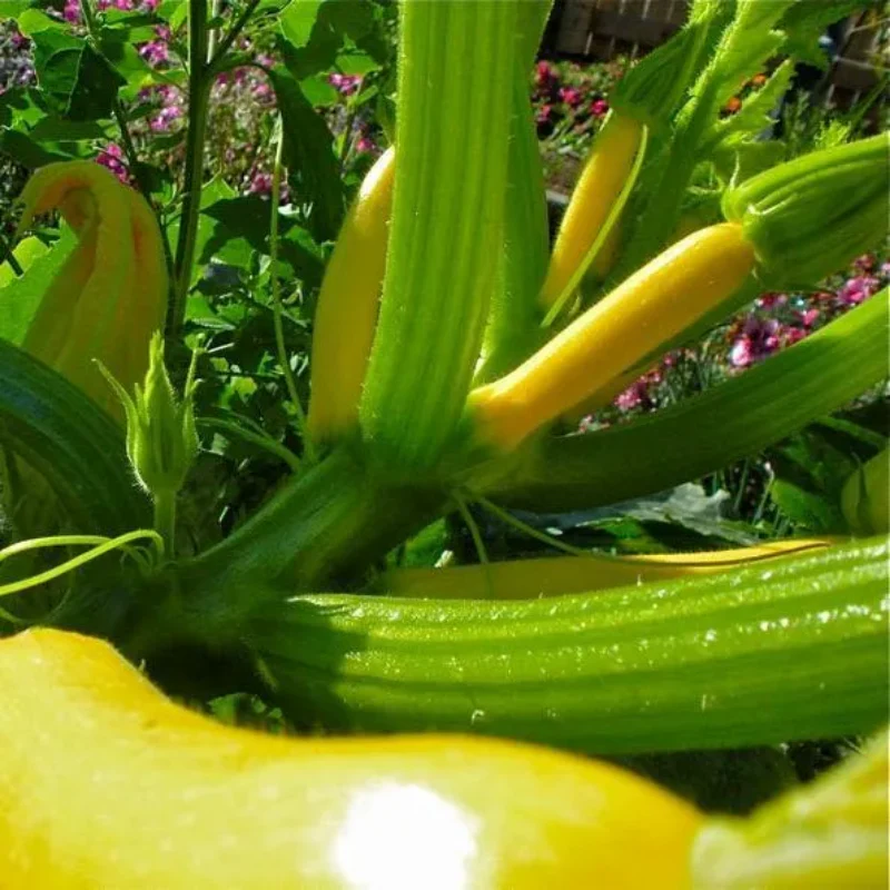 Early Prolific Straightneck Squash Yellow Summer Bush Heirloom Seeds - Image 3