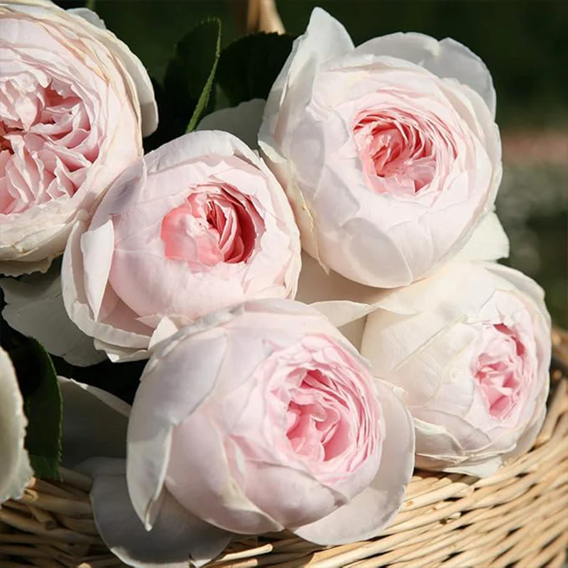 Earth Angel Pink Floribunda Rose Bush, Cupped Peony Shaped Blooms - Image 4