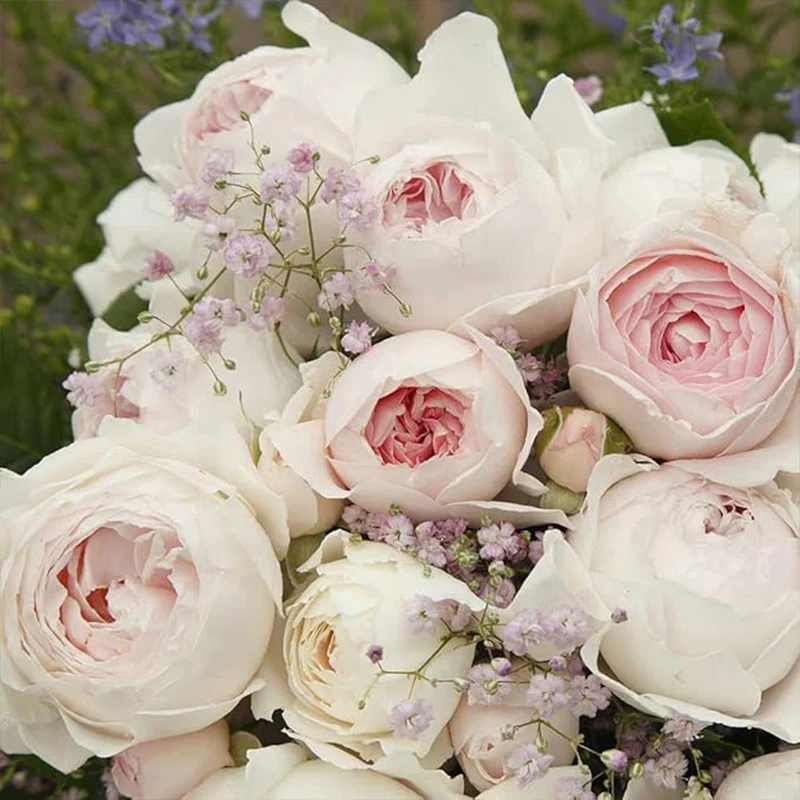 Earth Angel Pink Floribunda Rose Bush, Cupped Peony Shaped Blooms - Image 5