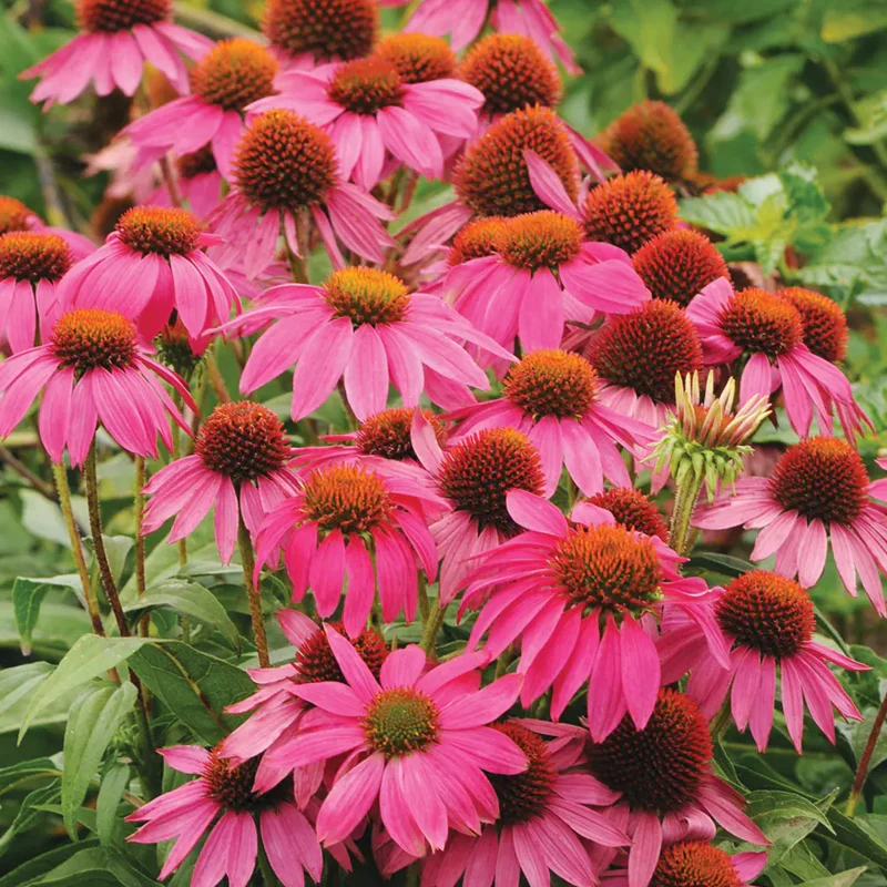Echinacea, PowWow Wild Berry - Image 2