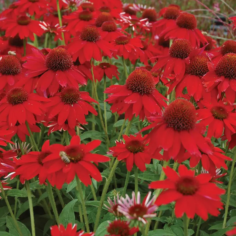 Echinacea, Sombrero Salsa Red - Image 2