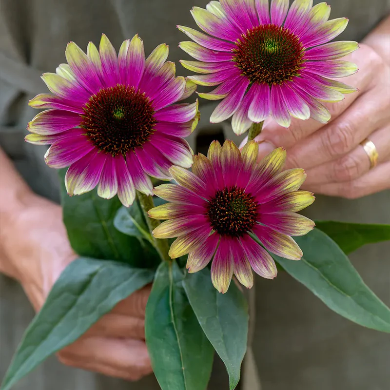 Echinacea, Sweet Sandia - Image 3