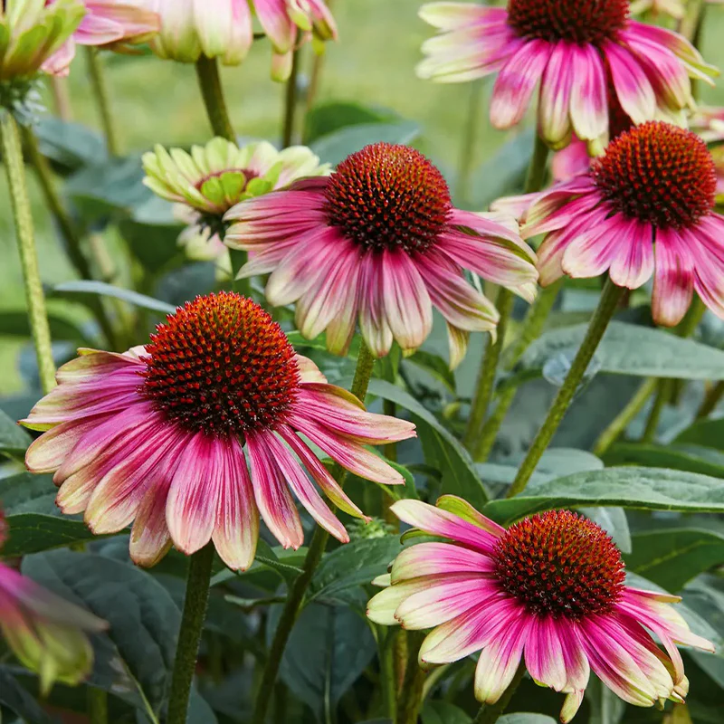 Echinacea, Sweet Sandia - Image 4