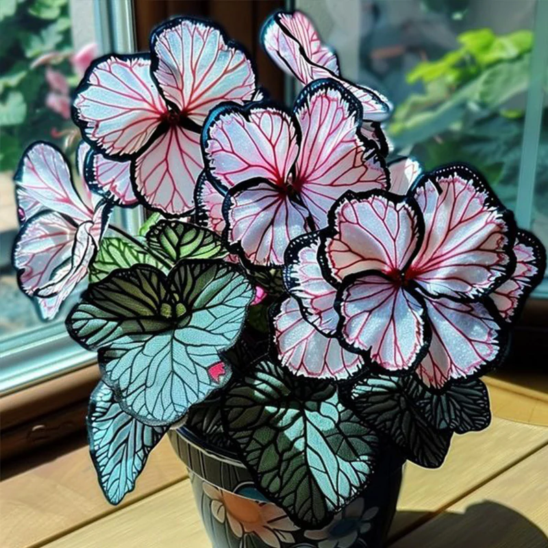 Eclipse Petal Begonia Seeds - Image 4