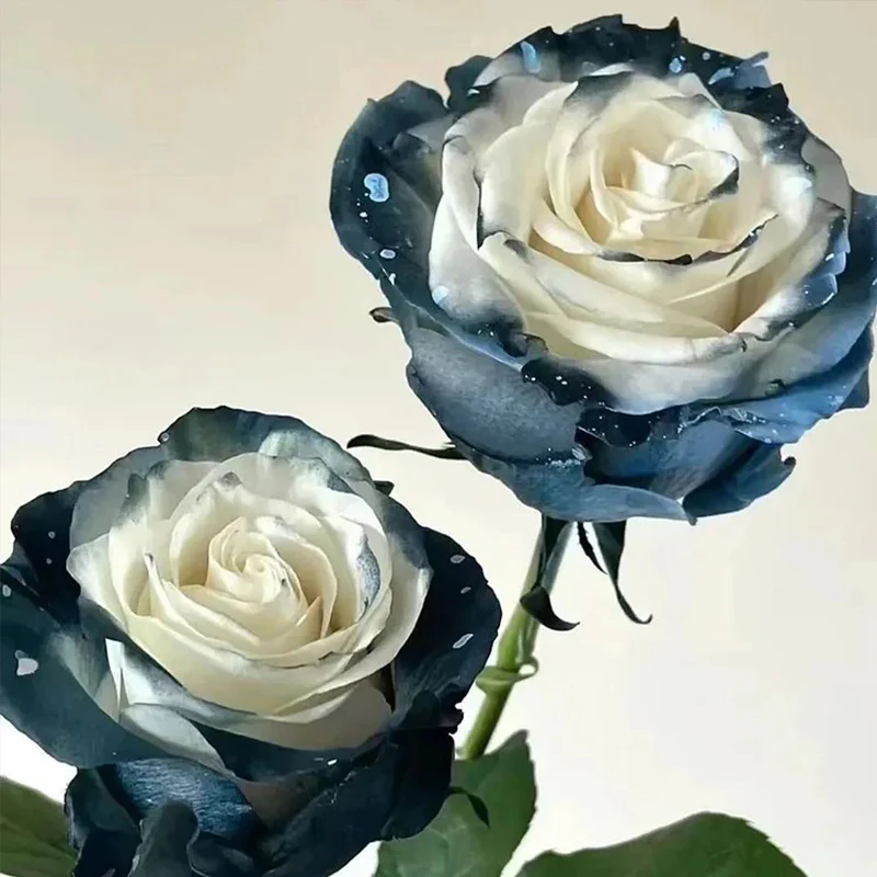 Ecuadorian Rose - Galaxy Seeds - Image 2