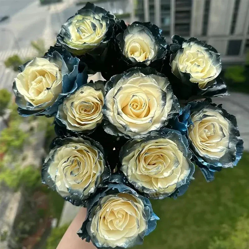 Ecuadorian Rose - Galaxy Seeds - Image 3