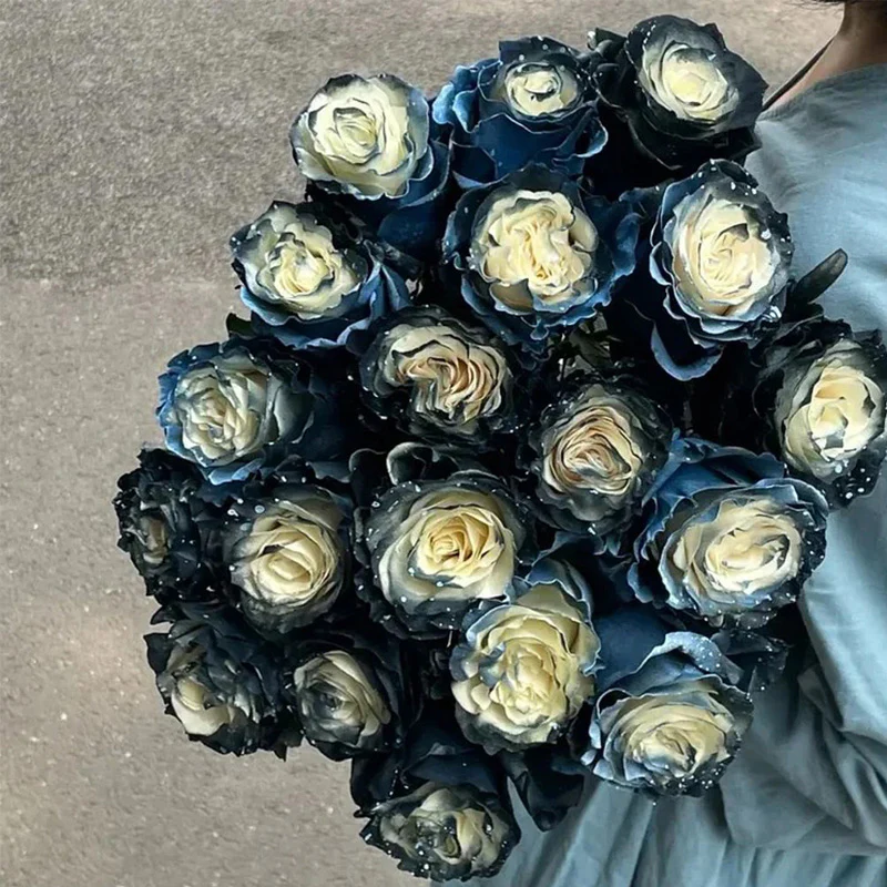 Ecuadorian Rose - Galaxy Seeds - Image 4