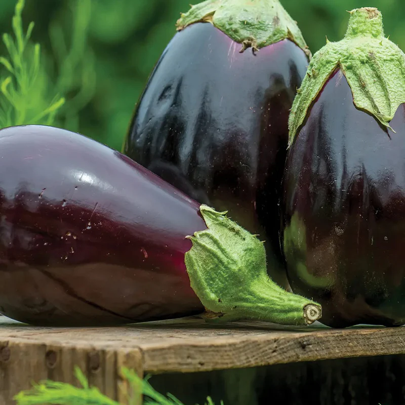 Eggplant, Black Beauty
