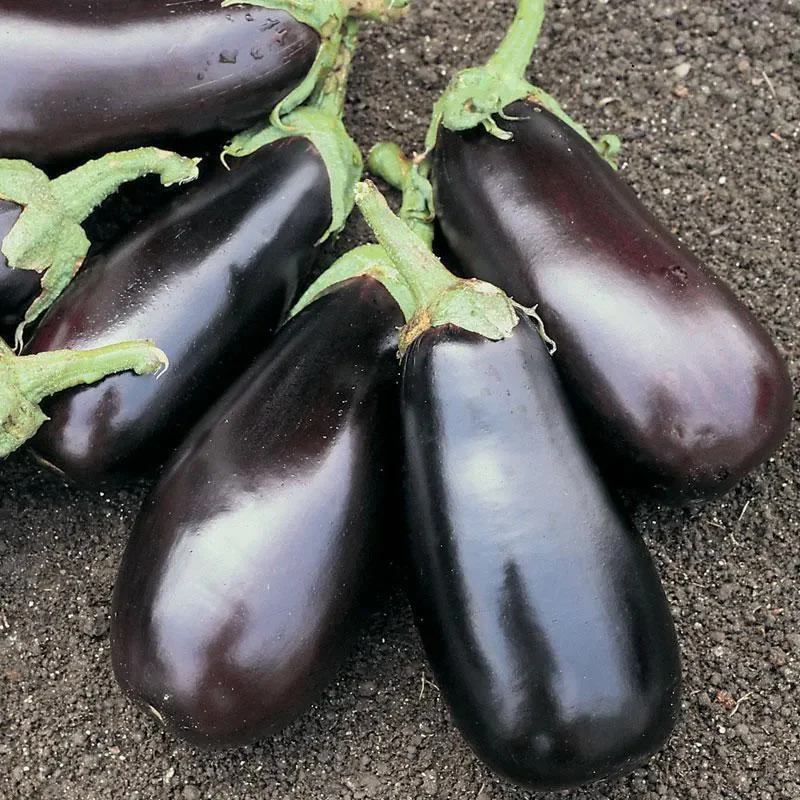 Eggplant Classic F1 - Image 2