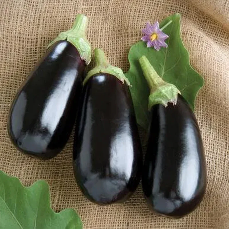 Eggplant Classic F1 - Image 3