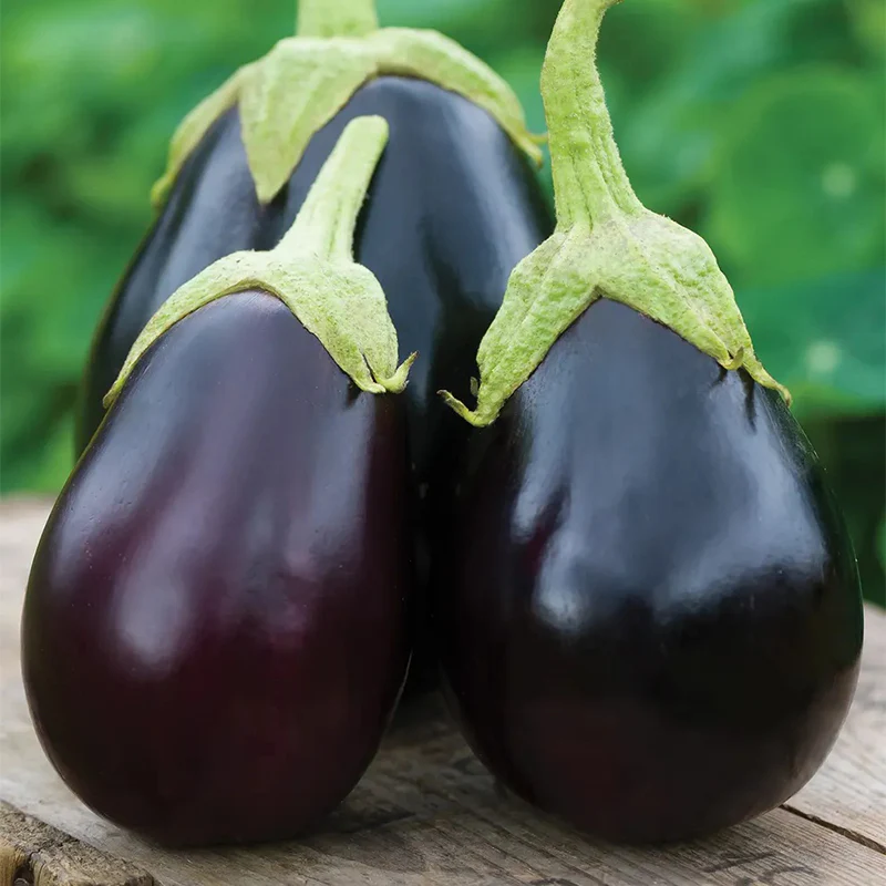 Eggplant, Early Midnight Hybrid - Image 2