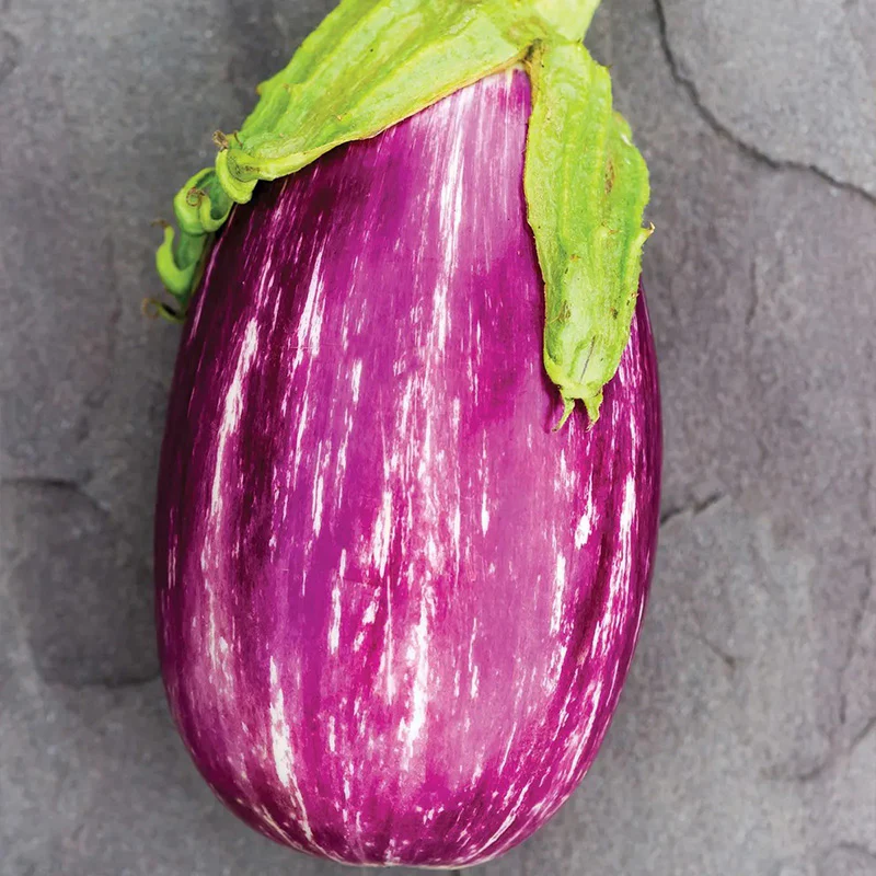 Eggplant, Shooting Stars - Image 2
