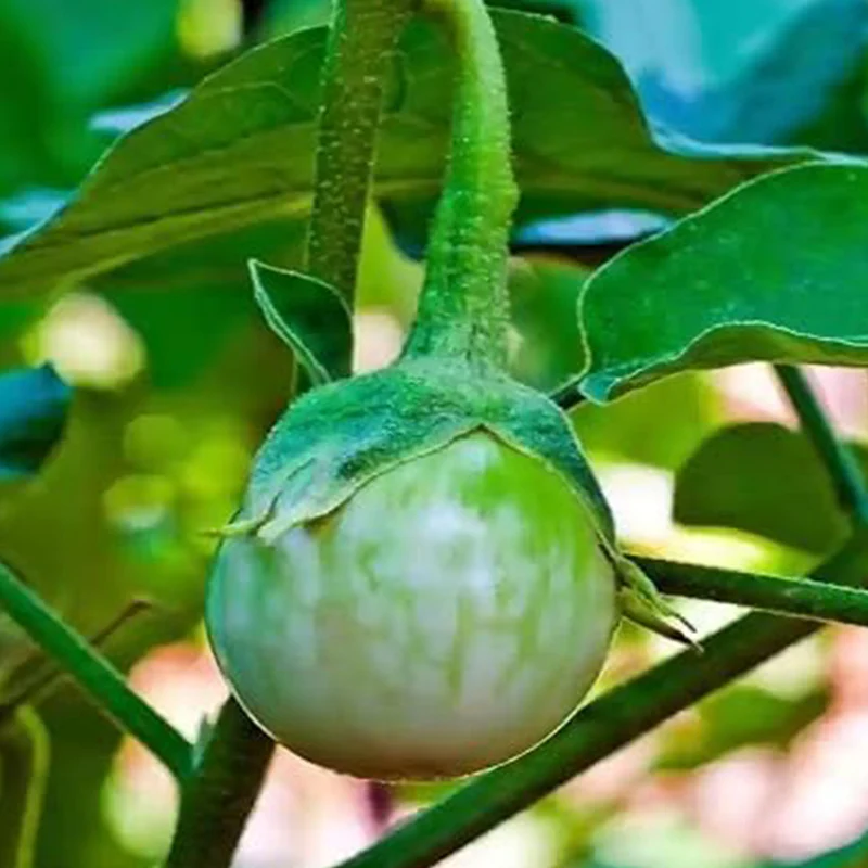 Eggplant Vegetable Seeds - Image 3