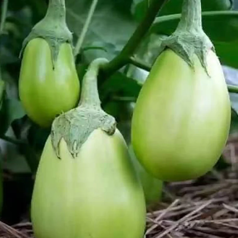 Eggplant Vegetable Seeds - Image 4