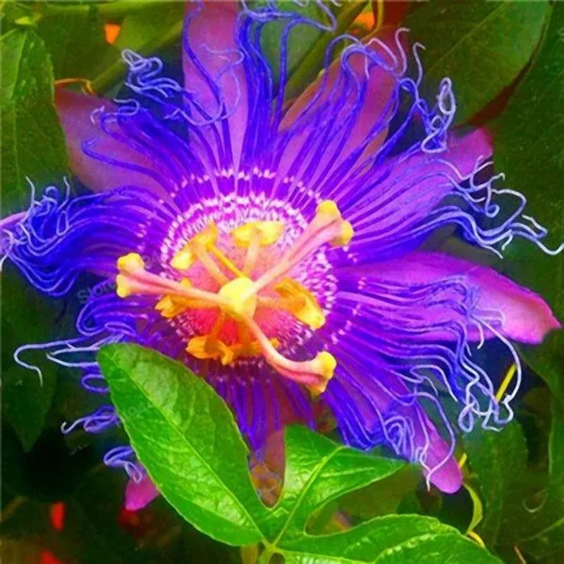 Egrow Passion Flower Seeds Garden Rare Passiflora Incarnata Fruit Plants Seeds - Image 2