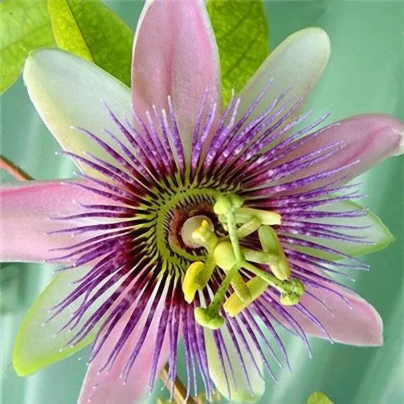 Egrow Passion Flower Seeds Garden Rare Passiflora Incarnata Fruit Plants Seeds - Image 3