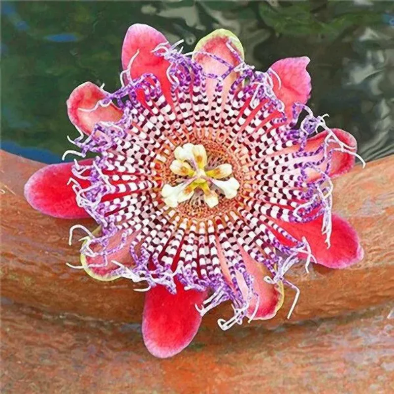 Egrow Passion Flower Seeds Garden Rare Passiflora Incarnata Fruit Plants Seeds - Image 4