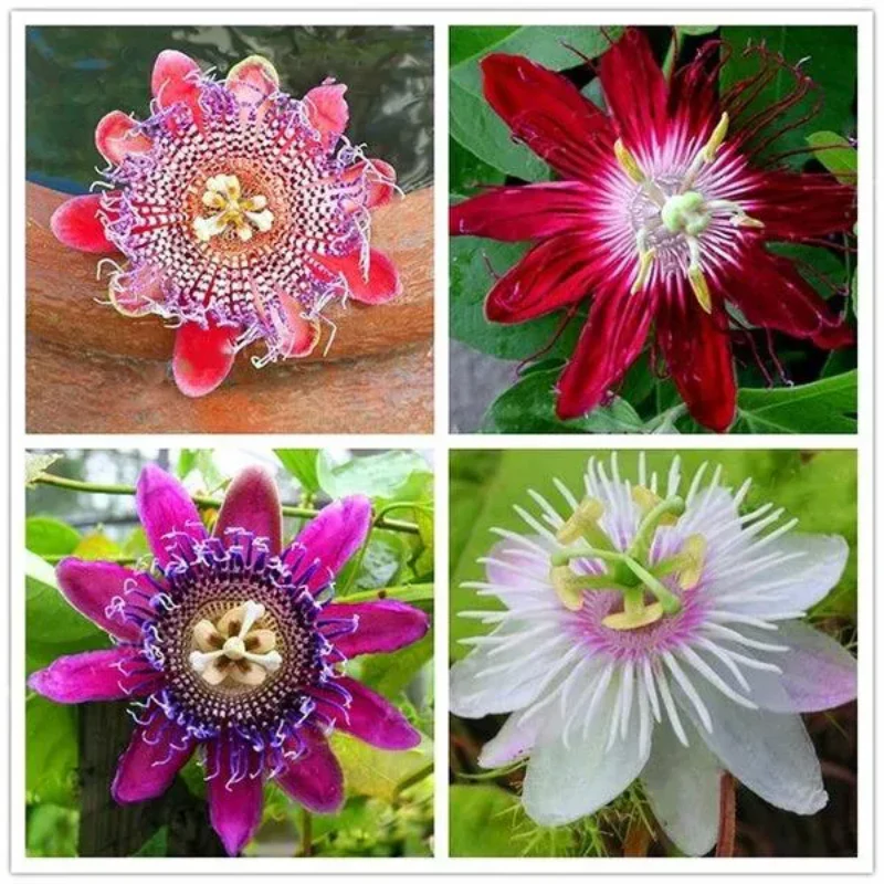 Egrow Passion Flower Seeds Garden Rare Passiflora Incarnata Fruit Plants Seeds - Image 5