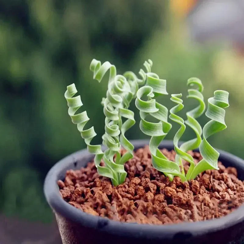 Egrow Sprial Grass Seeds Green Succulents Plants Garden DIY Bonsai Potted Flower Seeds - Image 3