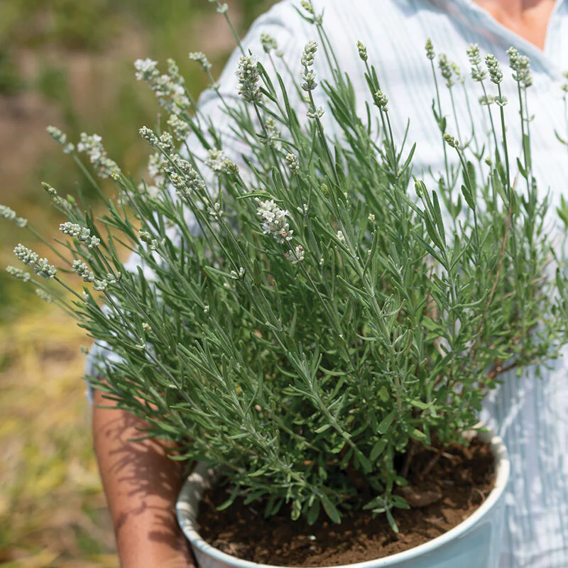 Ellagance White Lavender Seed - Image 2