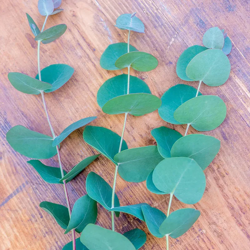 Eucalyptus gunii, Silverdrop - Image 3
