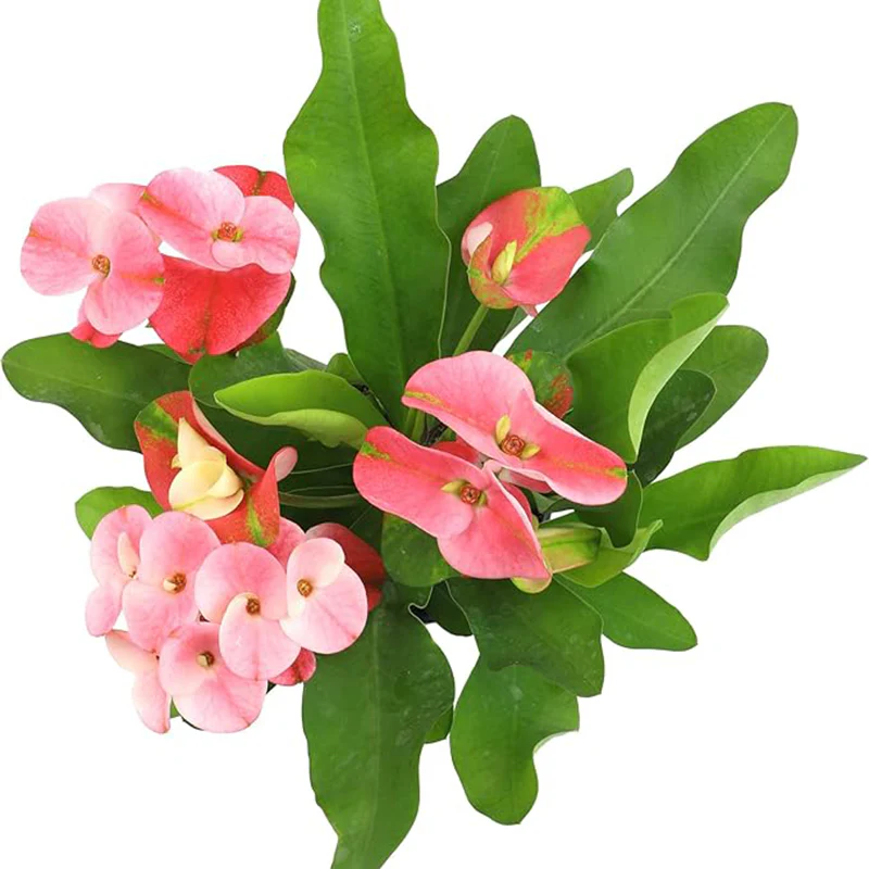 Euphorbia Crown of Thorns Plant Decor, Cactus Plants Live Houseplants - Image 2