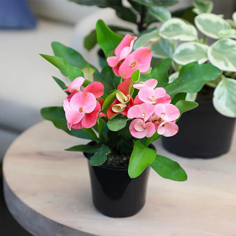 Euphorbia Crown of Thorns Plant Decor, Cactus Plants Live Houseplants - Image 5