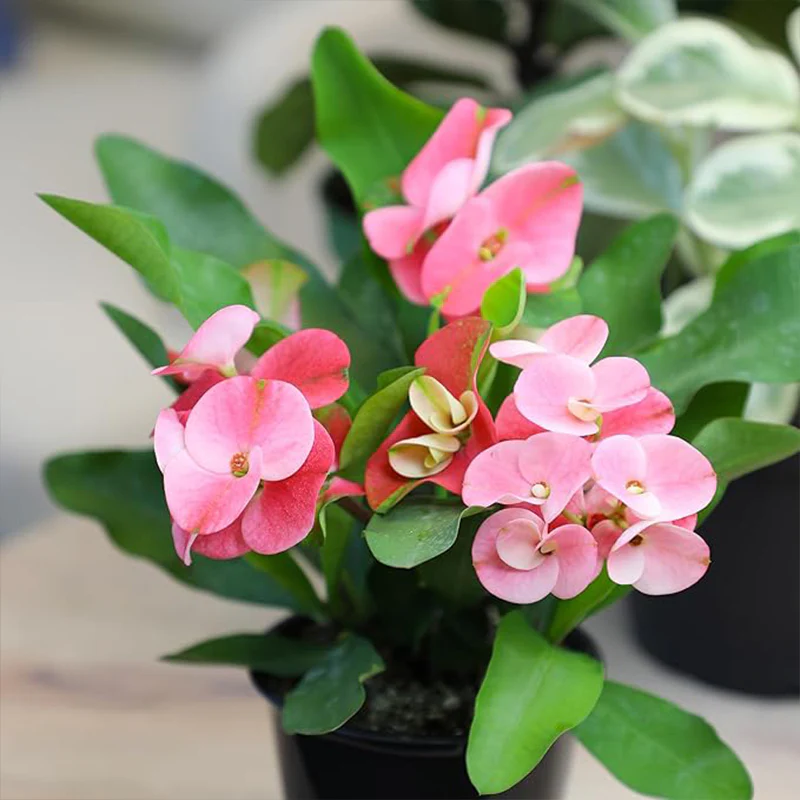 Euphorbia Crown of Thorns Plant Decor, Cactus Plants Live Houseplants - Image 6
