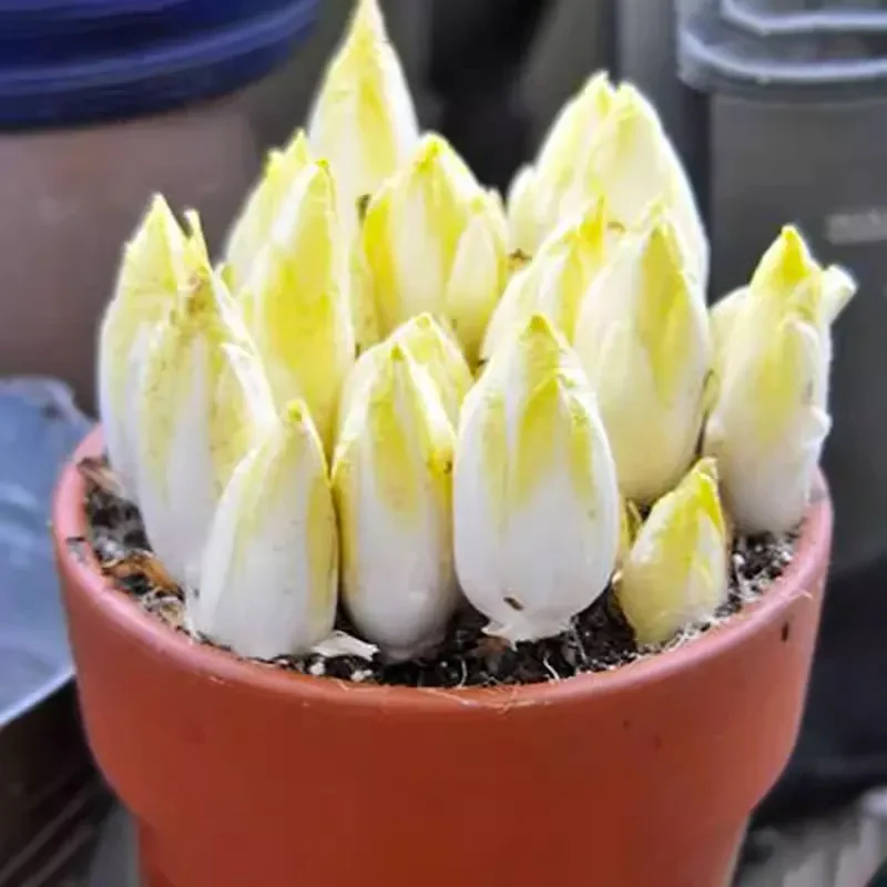 European Chicory Seeds - Image 3