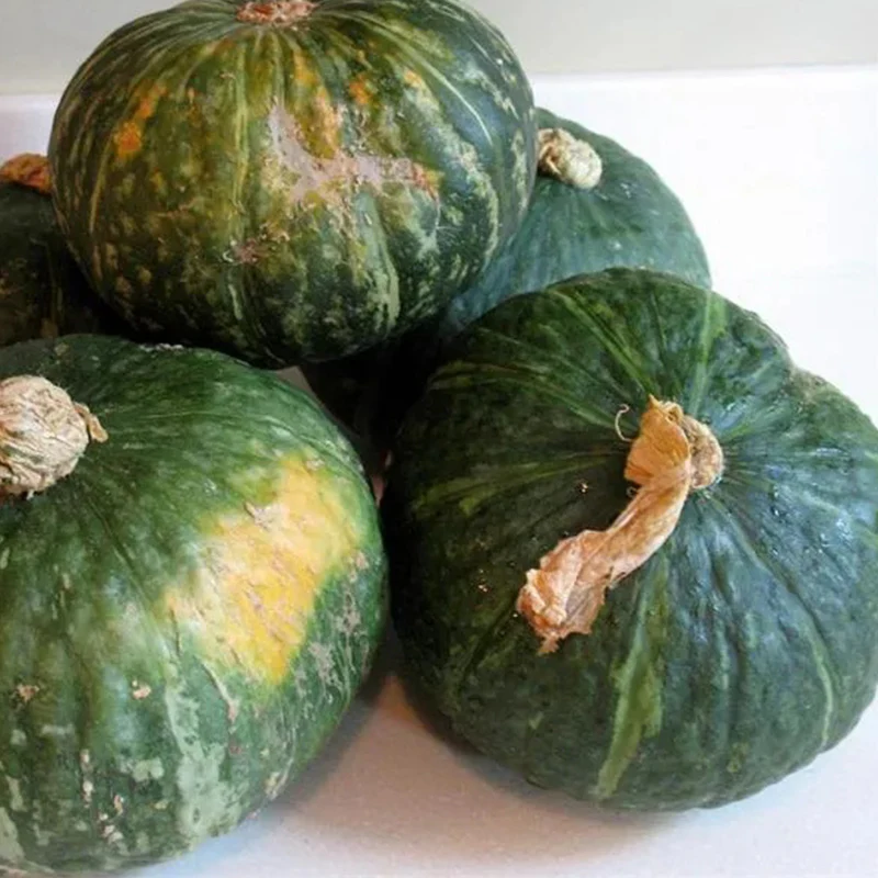 Squash Mini Green Kabocha F1 - Image 3