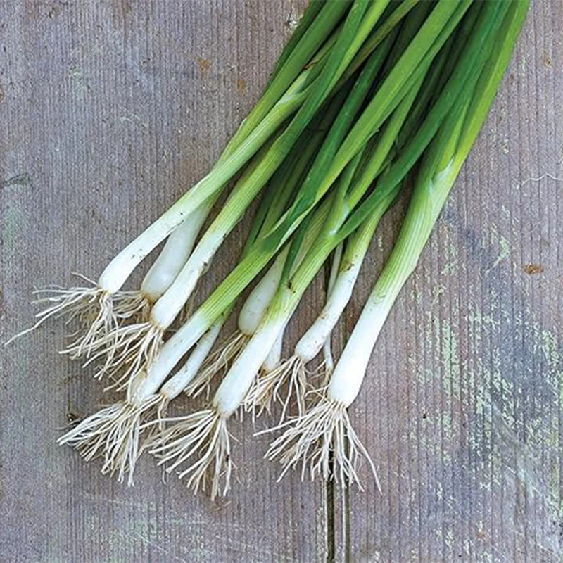 Evergreen Long White Bunching Onion Seeds - Image 2