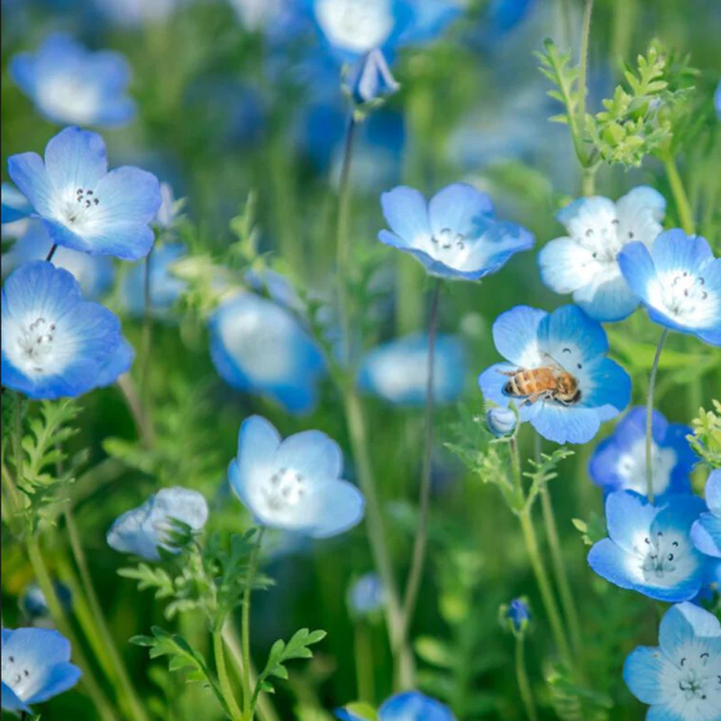 Exclusive Blue Wildflower Seed Mix - Image 5