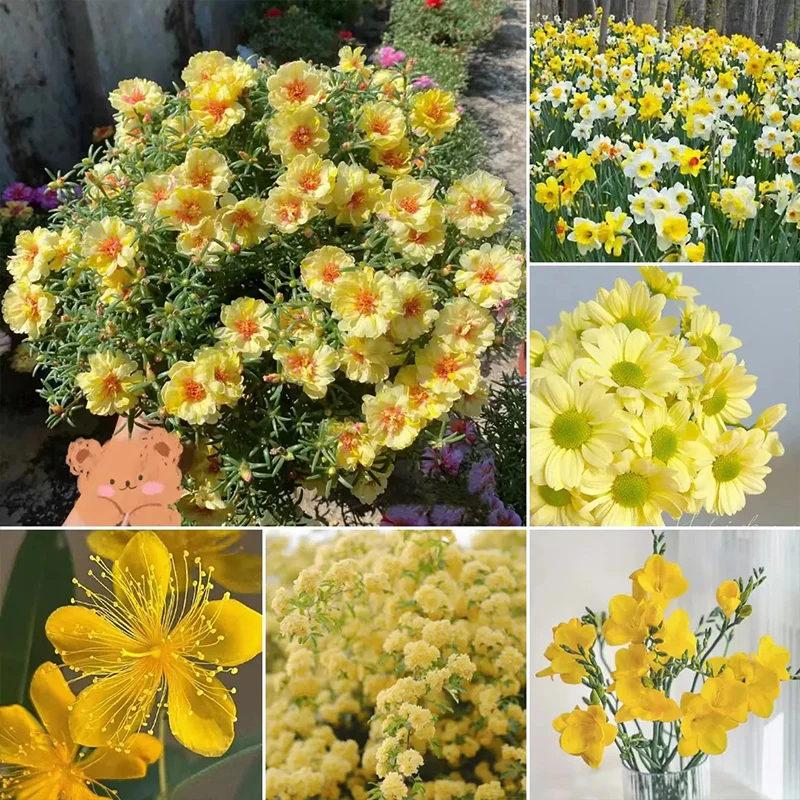 Exclusive Yellow Wildflower Seed Mix - Image 3