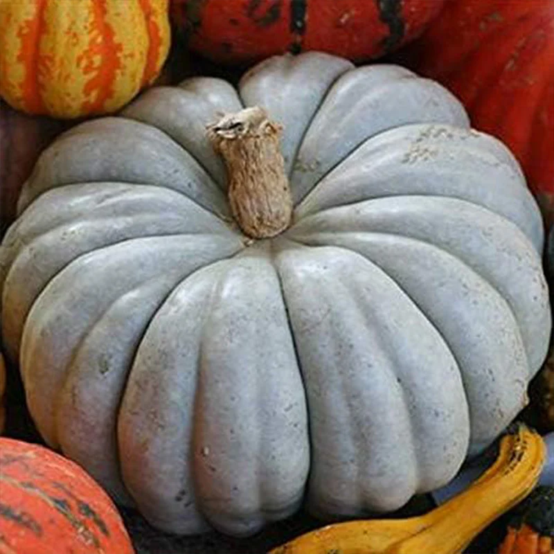 Exotic Blue Pumpkin Seeds Blue Pumpkin Seeds - Image 3