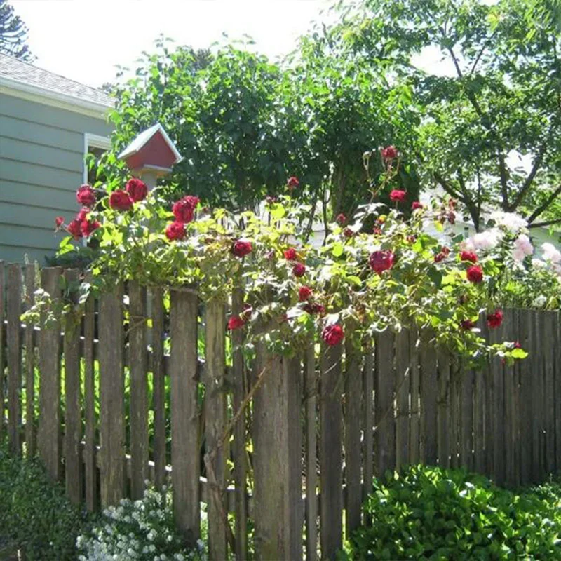 Explosion Climbing Rose Garden Seeds - Image 3