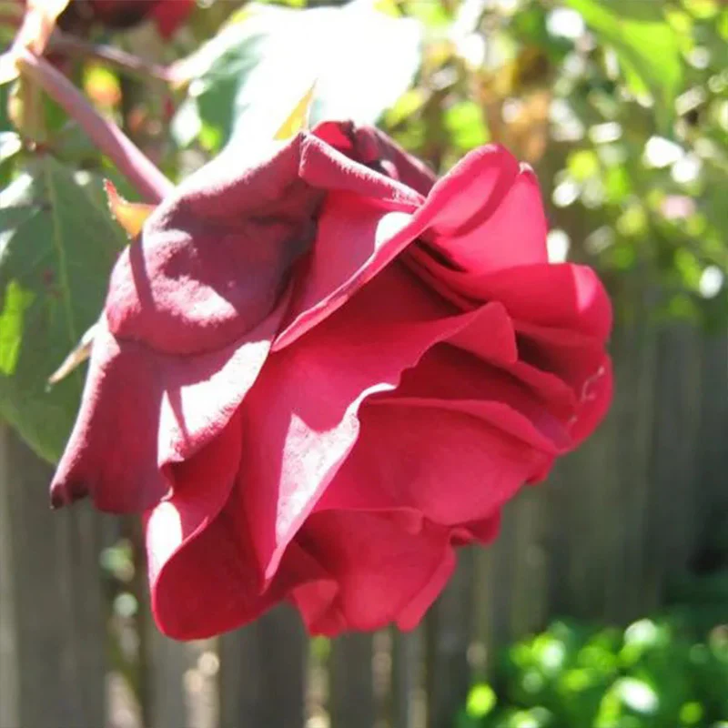 Explosion Climbing Rose Garden Seeds - Image 4