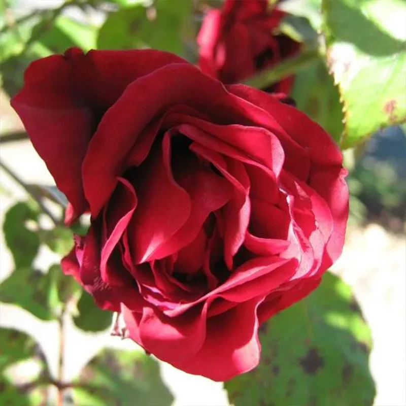 Explosion Climbing Rose Garden Seeds - Image 5